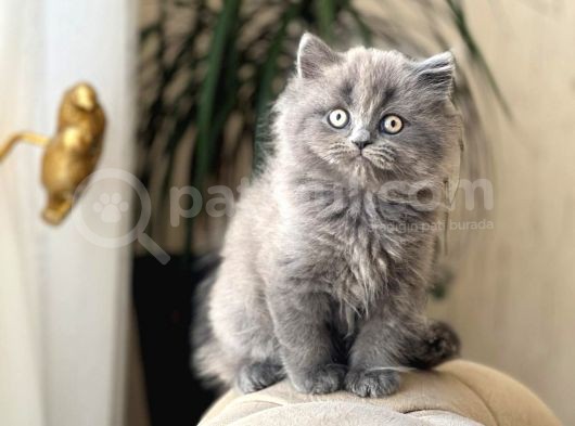 Safkan Bri̇ti̇sh Longhai̇r Sevi̇mli̇ Yavrumuz görsel