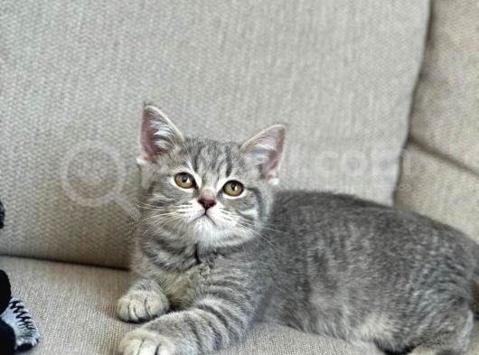 Whi̇skas Bri̇ti̇sh Shorthai̇r Yavrumuz görsel