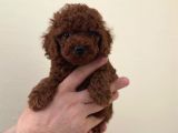 Mini boy tük dökmeyen poodle yavrular 