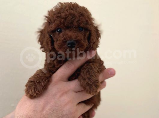 Mini Boy Tük Dökmeyen Poodle Yavrular 