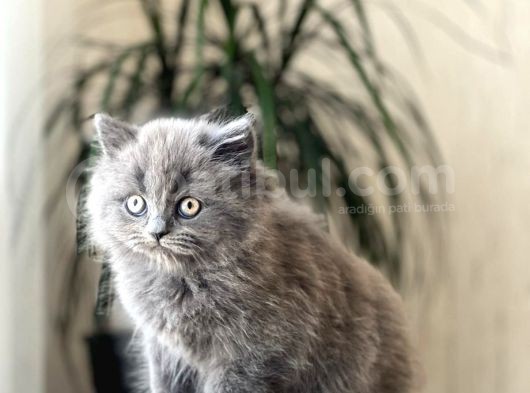 Safkan Bri̇ti̇sh Longhai̇r Sevi̇mli̇ Yavrumuz görsel