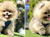 Ayıcık Yüz Pomeranian Boo Yavrular 