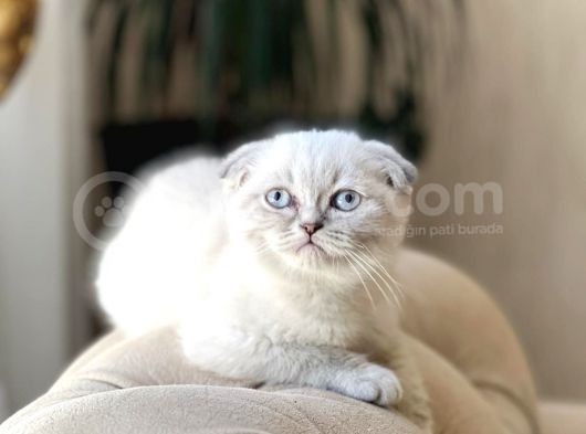 Sifir Kulak Lnxy Poi̇nt Scotti̇sh Fold Yavurmuz