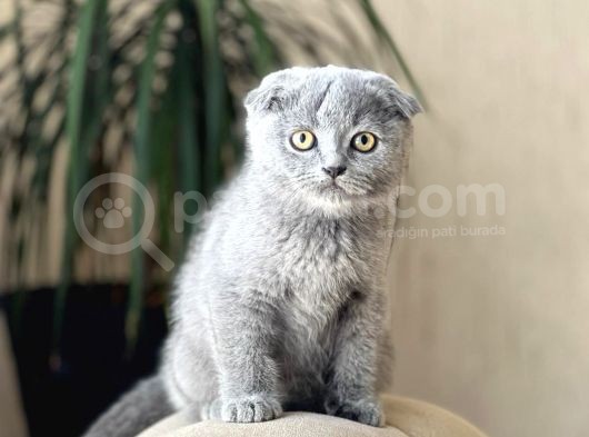 Blue Safkan Scotti̇sh Fold Yavrumuz görsel