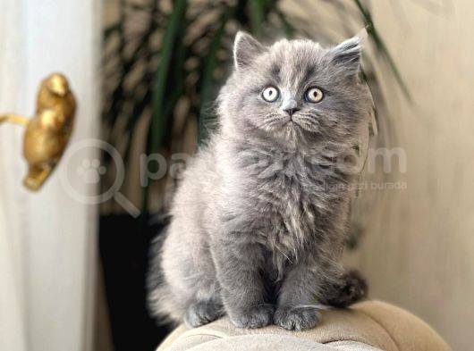 Safkan Bri̇ti̇sh Longhai̇r Sevi̇mli̇ Yavrumuz görsel