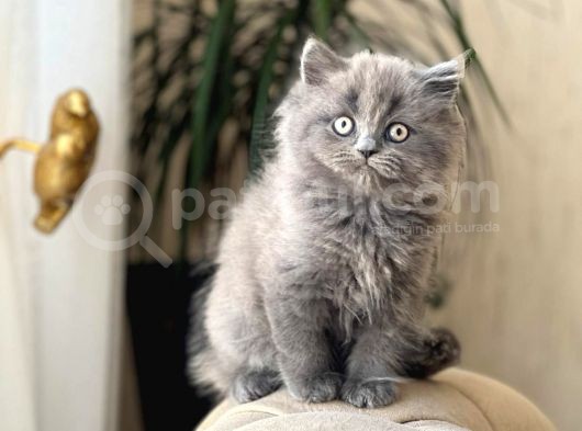 Safkan Bri̇ti̇sh Longhai̇r Sevi̇mli̇ Yavrumuz görsel