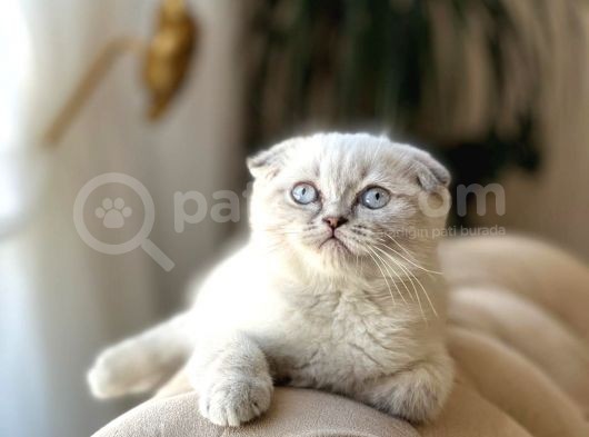Sifir Kulak Lnxy Poi̇nt Scotti̇sh Fold Yavurmuz görsel