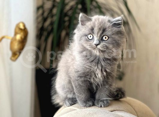 Safkan Bri̇ti̇sh Longhai̇r Sevi̇mli̇ Yavrumuz görsel