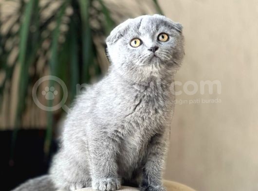 Blue Safkan Scotti̇sh Fold Yavrumuz görsel