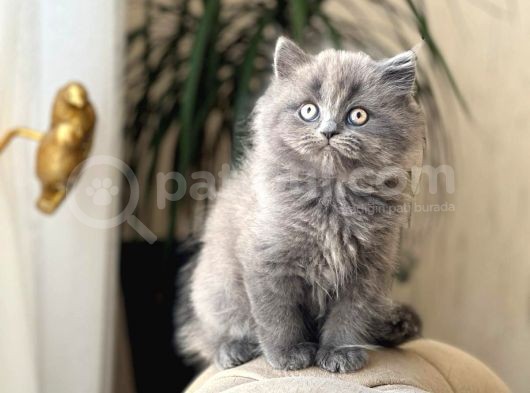 Safkan Bri̇ti̇sh Longhai̇r Sevi̇mli̇ Yavrumuz