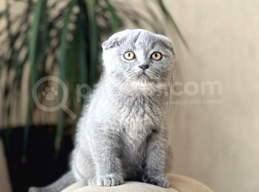 Blue Safkan Scotti̇sh Fold Yavrumuz görsel