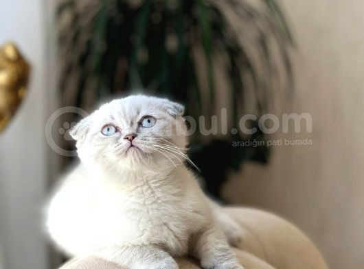 Sifir Kulak Lnxy Poi̇nt Scotti̇sh Fold Yavurmuz görsel