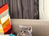 Whi̇skas Bri̇ti̇sh Shorthai̇r Yavrumuz