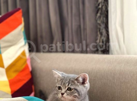 Whi̇skas Bri̇ti̇sh Shorthai̇r Yavrumuz görsel