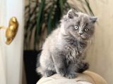 Safkan Bri̇ti̇sh Longhai̇r Sevi̇mli̇ Yavrumuz