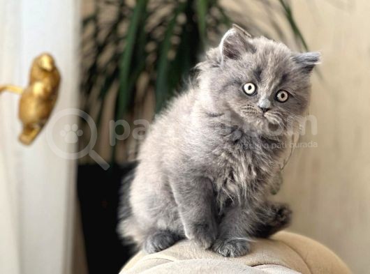 Safkan Bri̇ti̇sh Longhai̇r Sevi̇mli̇ Yavrumuz görsel