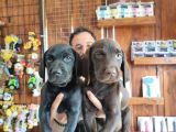 Siyah Ve Çikolata Labrador Retriever Yavrularımız