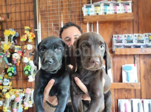 Siyah Ve Çikolata Labrador Retriever Yavrularımız görsel