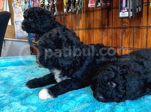 Özel Siyah Poodle Yavrularımız görsel