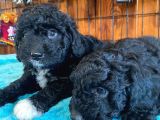 Özel Siyah Poodle Yavrularımız
