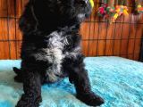 Özel Siyah Poodle Yavrularımız