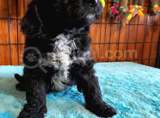 Özel Siyah Poodle Yavrularımız görsel
