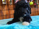 Özel Siyah Poodle Yavrularımız