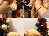 Ballı Lokma Poodle Bebeklerim