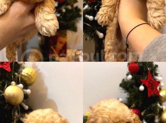 Ballı Lokma Poodle Bebeklerim görsel