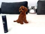 5 Aylık Red Toy Poodle Dişi