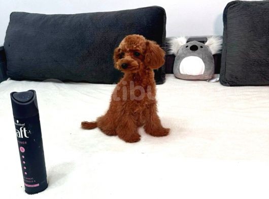 5 Aylık Red Toy Poodle Dişi görsel