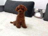 5 Aylık Red Toy Poodle Dişi