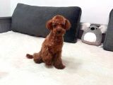 5 Aylık Red Toy Poodle Dişi