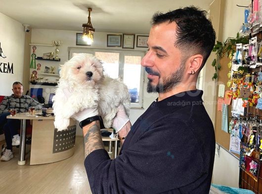 Bembeyaz Maltese Terri̇er 0 Numara görsel