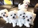 Kore maltese yavrularım