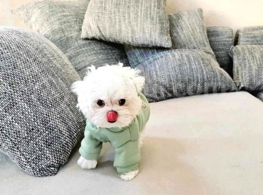 Kore Maltese Yavrularım görsel