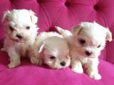 Kore Maltese Yavrularım