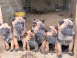 Safkan Malinois Yavrularım