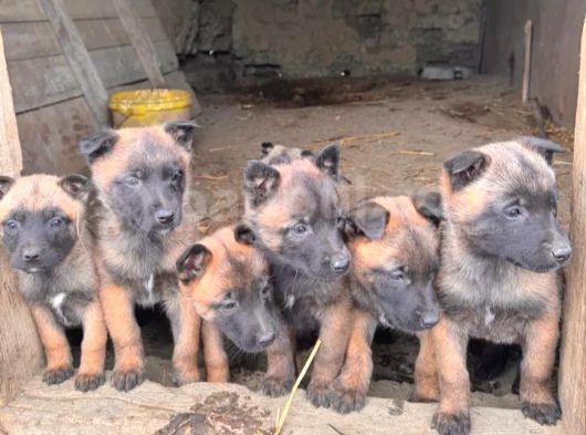 Safkan Malinois Yavrularım görsel