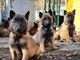 Safkan Malinois Yavrularım
