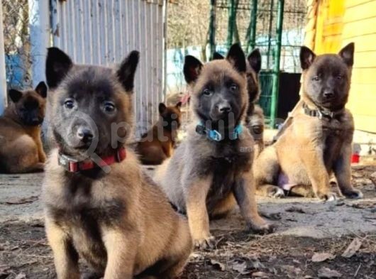 Safkan Malinois Yavrularım görsel