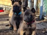 Safkan malinois yavrularım