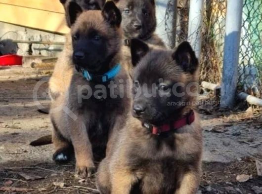 Safkan Malinois Yavrularım