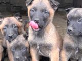 Safkan Malinois Yavrularım