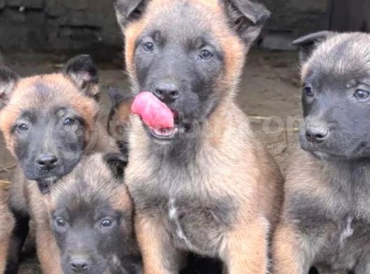Safkan Malinois Yavrularım görsel