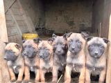 Safkan Malinois Yavrularım