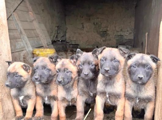 Safkan Malinois Yavrularım görsel