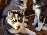 Safkan Husky yavrularım