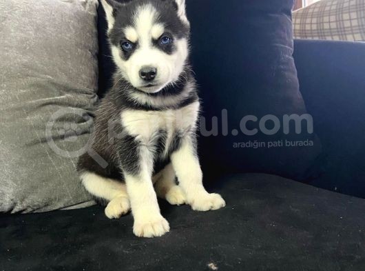 A Kalite Husky Mavi Gözlü Sibirya Kurdu görsel