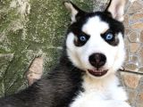 A Kalite Husky Mavi Gözlü Sibirya Kurdu